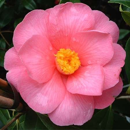 Camellia reticulata
